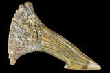Fossil Sawfish (Onchopristis) Rostral Barb- Morocco #106453-1